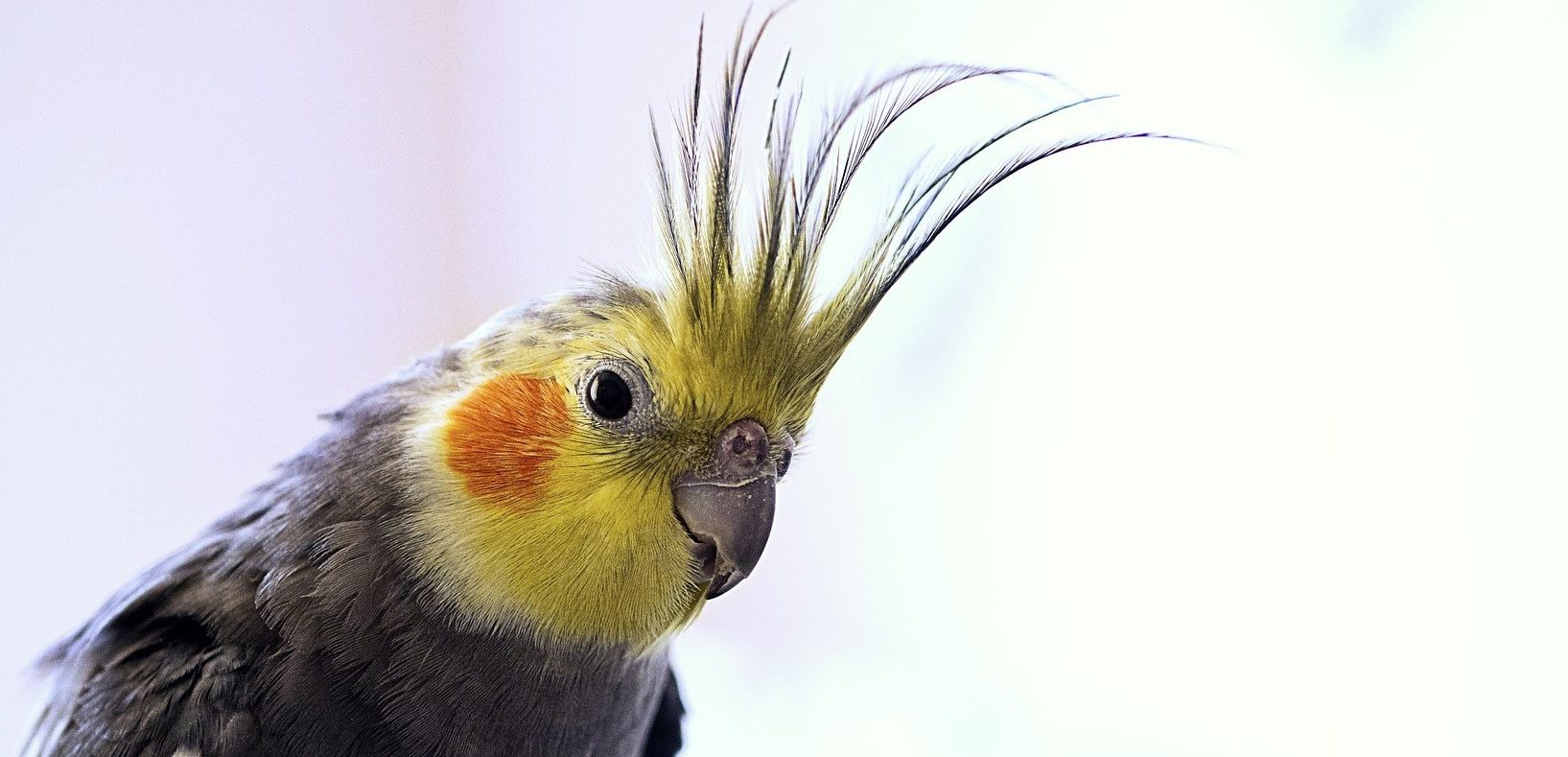 COCKATIEL