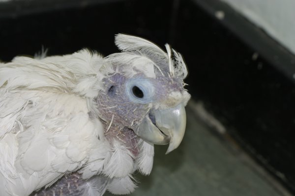 COCKATIEL PSITTACOSIS