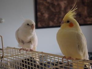 Lutino Cockatiel