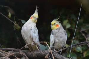 breeding cockatiels