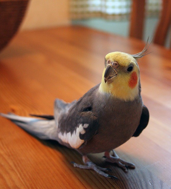 cockatiel colors and mutations