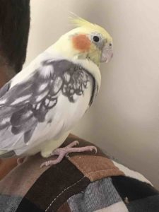 heavy pied cockatiel 