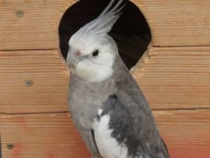 mating cockatiels