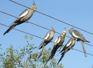 normal grey cockatiels in the wild