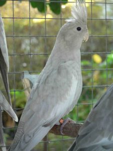 olive cockatiel