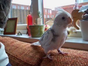 white faced cockatiel