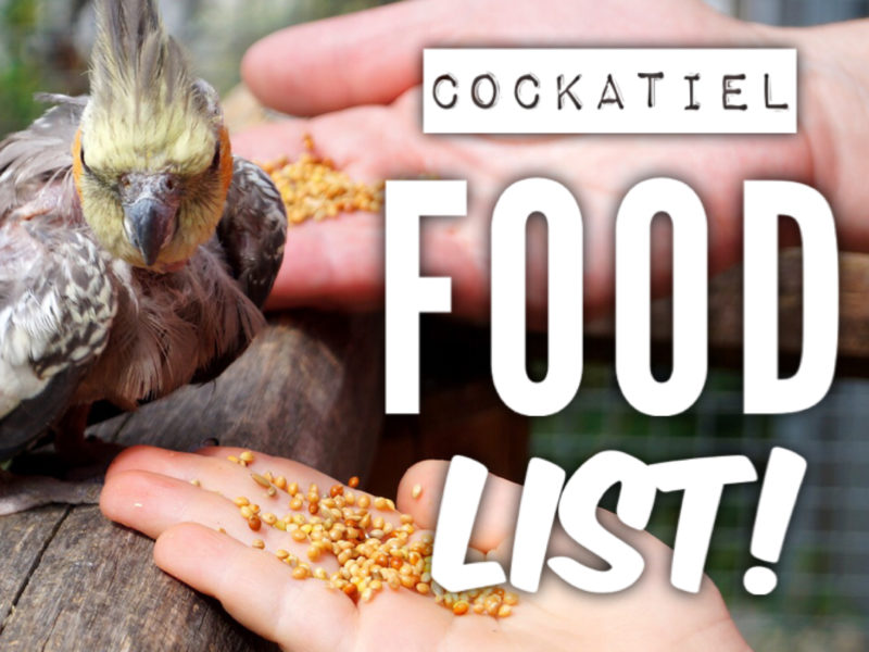 Cockatiel Food lIst