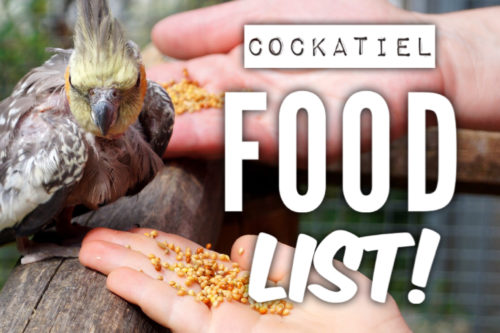 Cockatiel Food lIst