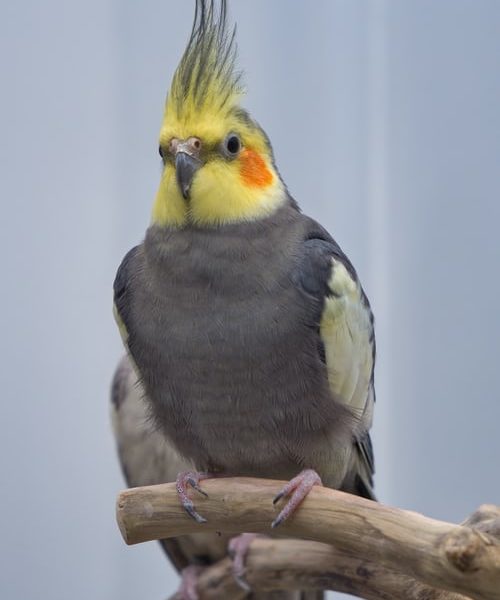 cockatiel also know as quarrion and weiro bird