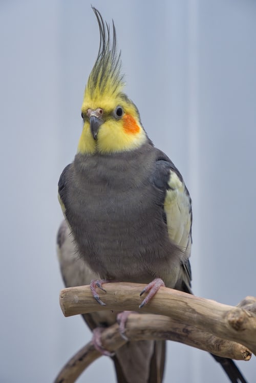 cockatiel also know as quarrion and weiro bird