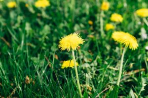 dandelion for cockatiels