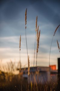 cockatiel grass seed wild