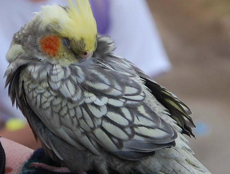 how do cockatiels sleep