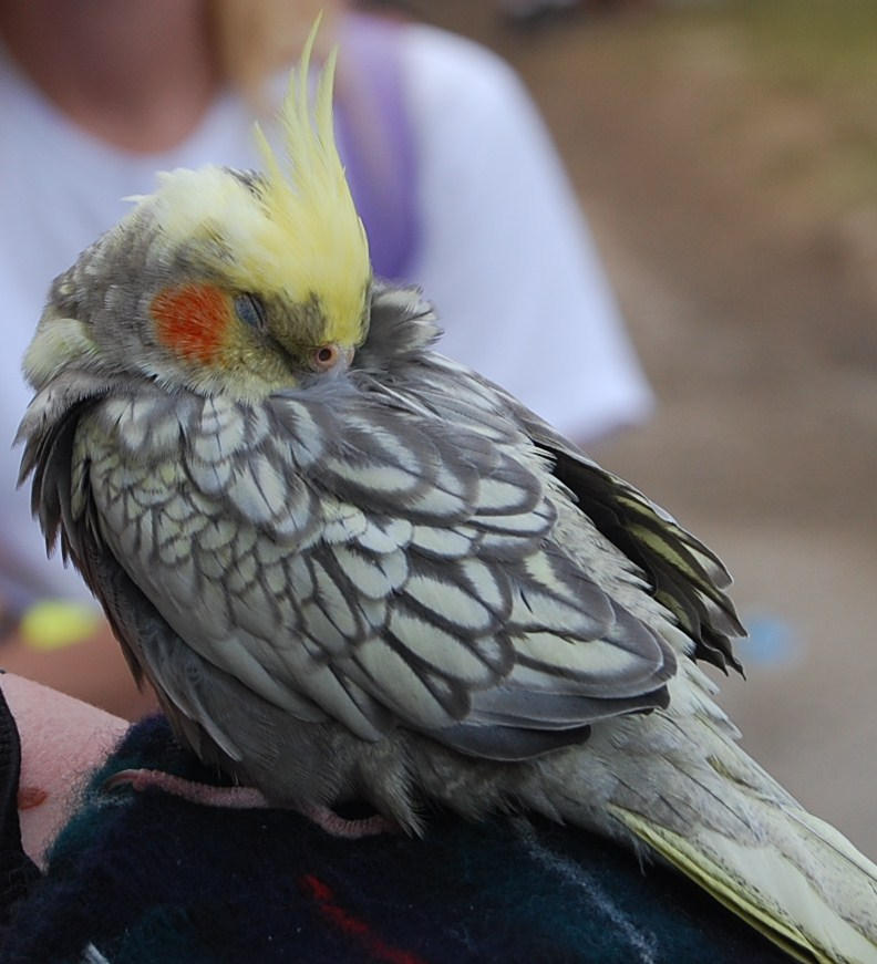 how do cockatiels sleep