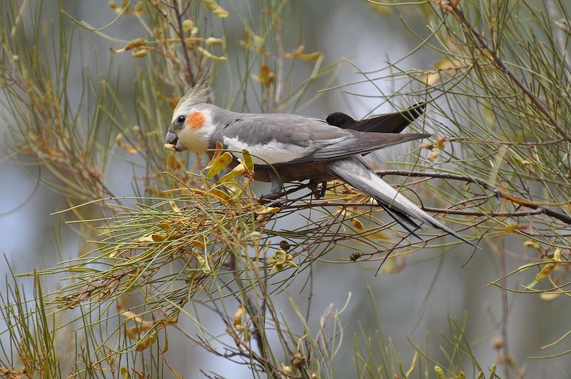 wild cockatiel eating